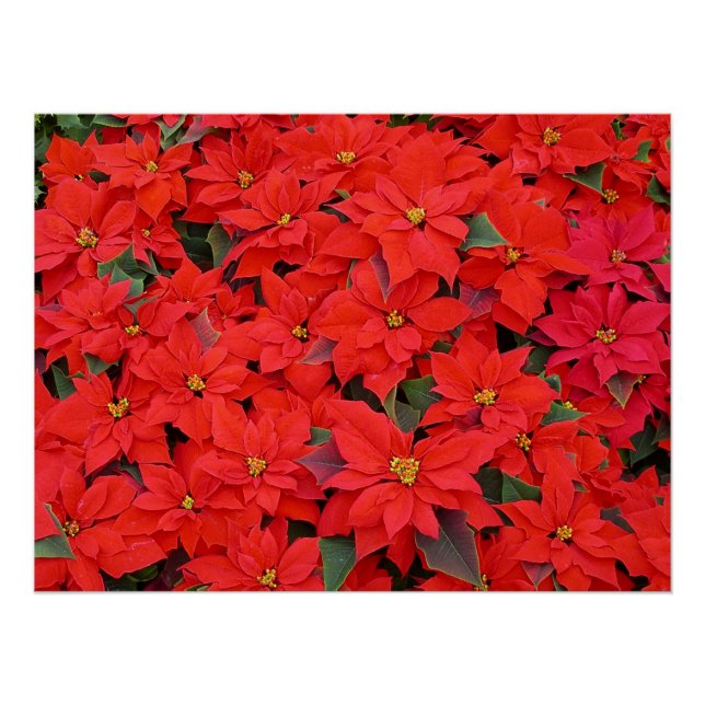 Póster Poinsettias rojas Navidad la foto floral navideña (Anverso)