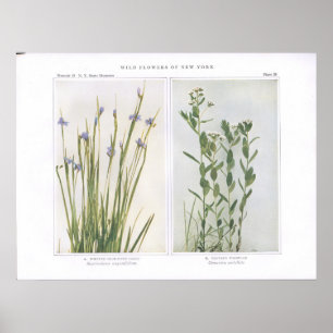 Póster Pointed Blue-Eyed Grass & Bastard Toadflax