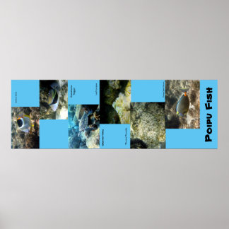 Póster Poipu Fish