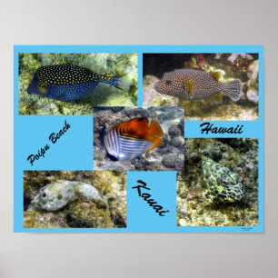 Póster Poipu Snorkeling