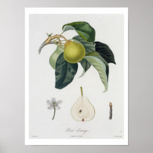 Póster Poire d'ange, grabado por Bocourt, publicado en 17