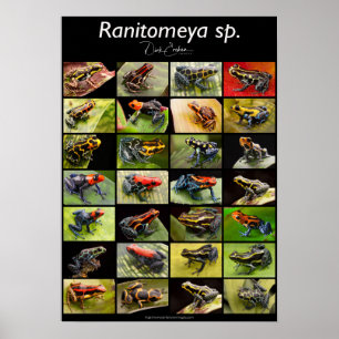 Póster Poison Dart Frog Species From The Genus Ranitomeya