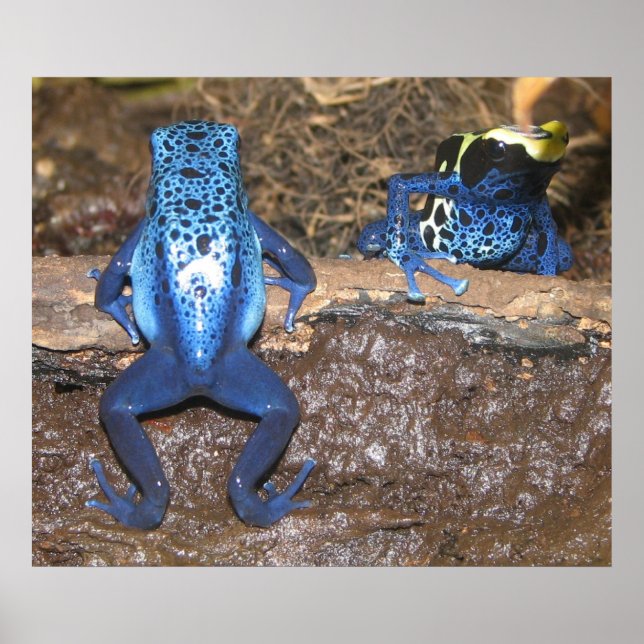Póster Poison Dart Frogs (Frente)