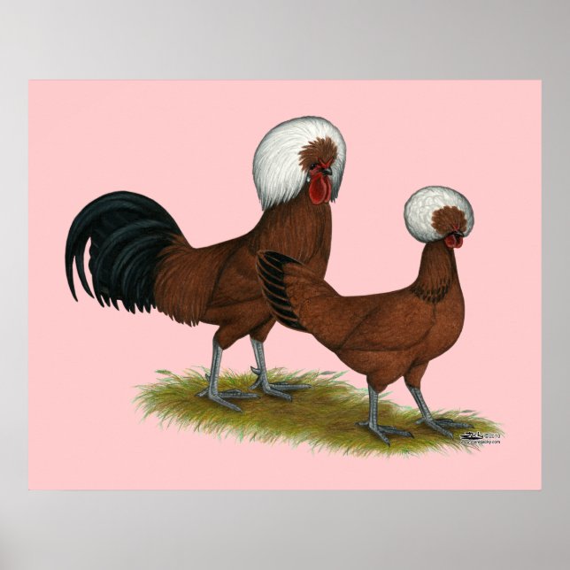 Póster Polaco: Rojos con crema blanca (Frente)