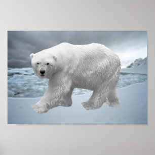 Póster Polar Bear