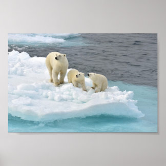 Póster Polar Bear Family Poster