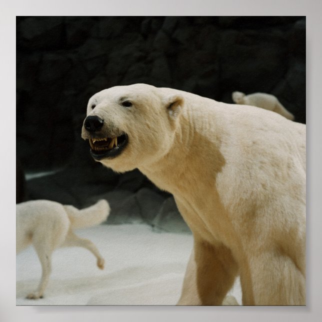 Póster Polar Bear Grin (Frente)