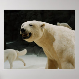 Póster Polar Bear Grin
