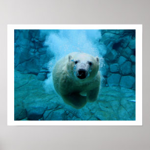 Póster Polar Bear In Water