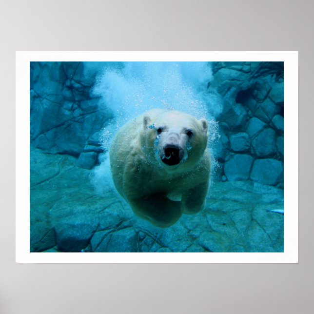 Póster Polar Bear In Water (Frente)