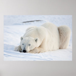 Póster Polar Bear in winter