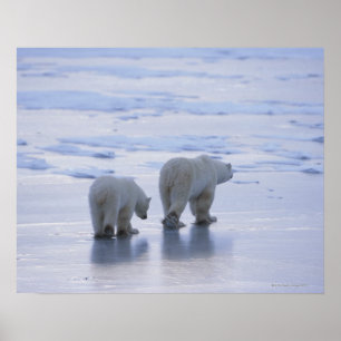 Póster Polar Bear Mother and Cub