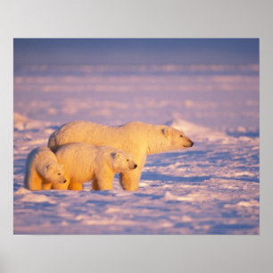 Póster Polar bear sow with spring cubs on the frozen