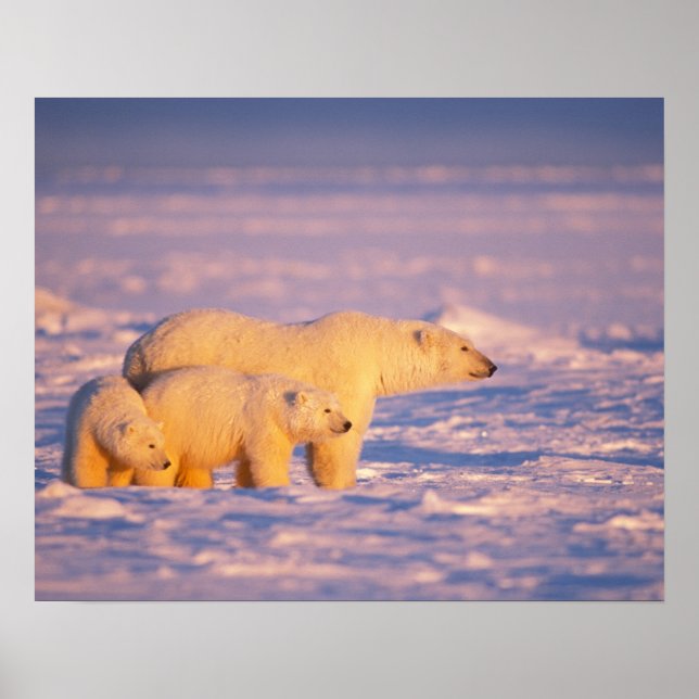 Póster Polar bear sow with spring cubs on the frozen (Frente)