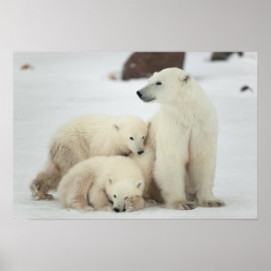Póster Polar She-bear With Cubs