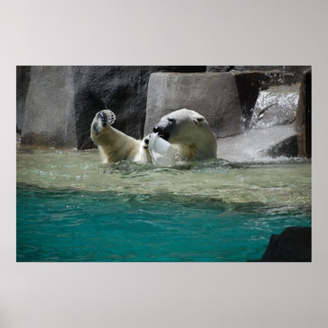 Póster Polars Bears (Frente)