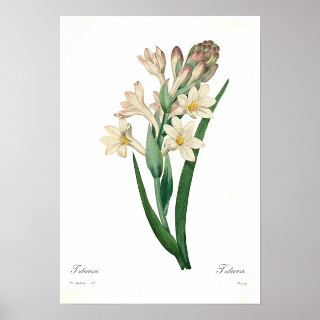 Póster Polianthes tuberosa (Frente)