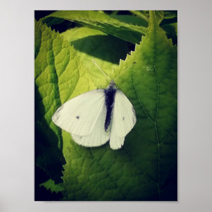 Póster Polilla blanca