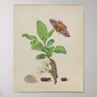 Póster Polilla Emperador y Ciruela Damson — Maria Sibylla