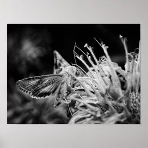 Póster Polilla negra y blanca alimentándose de una flor s