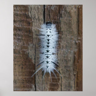 Póster Polilla Tussock de nogal americano