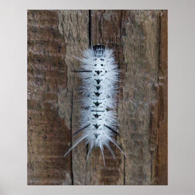 Póster Polilla Tussock de nogal americano (Frente)