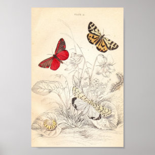 Póster Polillas y mariposas