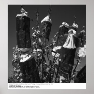 Póster Polinización controlada, Pear Orchard, UCD, 1966