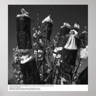 Póster Polinización controlada, Pear Orchard, UCD, 1966