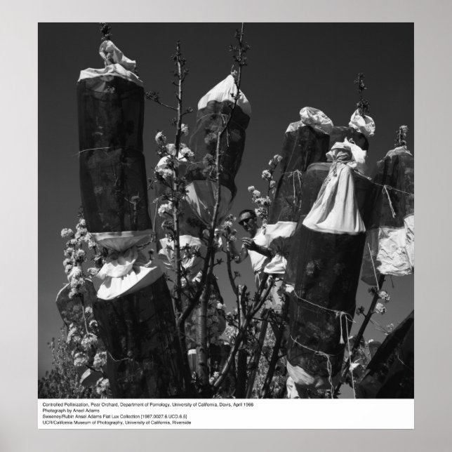 Póster Polinización controlada, Pear Orchard, UCD, 1966 (Frente)
