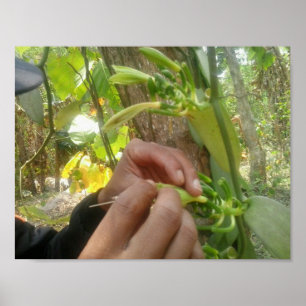 Póster Polinización de la flor de la vainilla