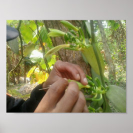 Póster Polinización de las flores de vainilla