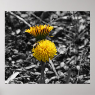 Póster Polinización de Primavera Temprana