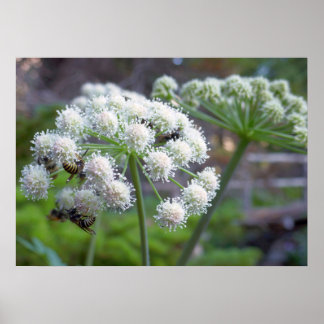 Póster Polinizadores en flores de Angelica Blanca