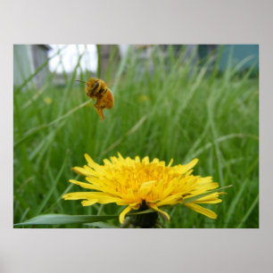 Póster Pollenface Honeybee