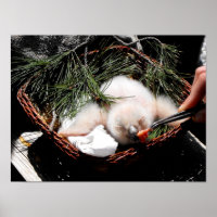 Pollita de búho de águila en tiempo de alimentació