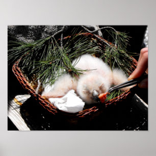 Póster Pollita de búho de águila en tiempo de alimentació