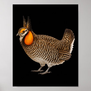 Póster Pollito de la Pradera de Attwaters Vida Silvestre