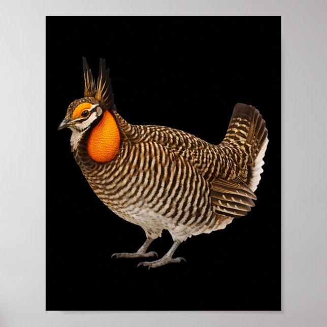 Póster Pollito de la Pradera de Attwaters Vida Silvestre  (Frente)