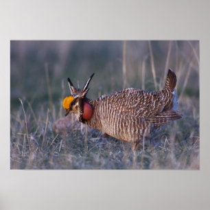 Póster Pollito de pradera menor, Tympanuchus