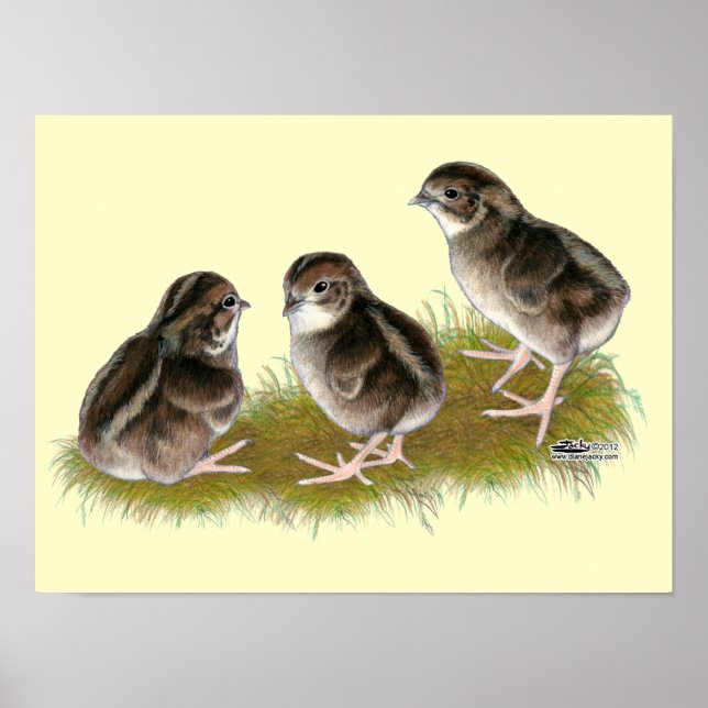 Póster Pollitos de codorniz Coturnix (Frente)