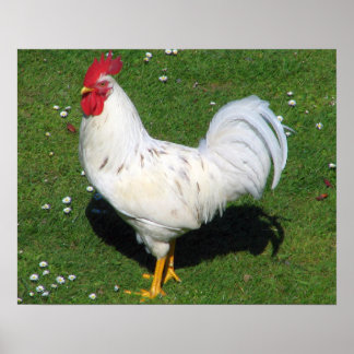 Póster Pollo