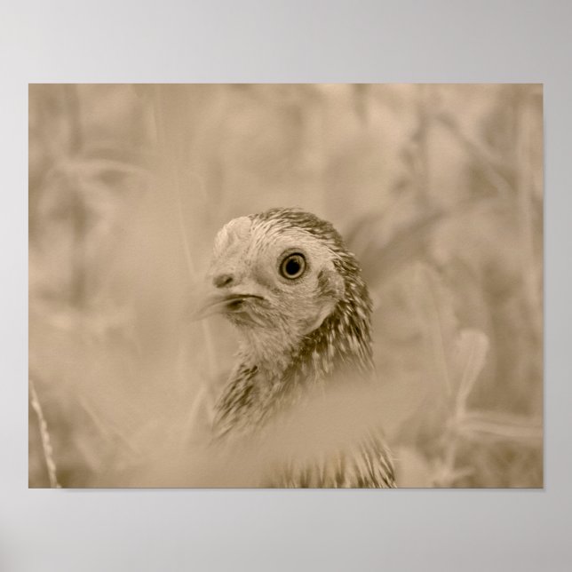 Póster Pollo (Frente)