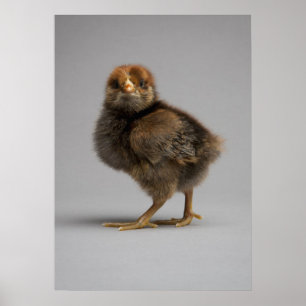 Póster Pollo bebé