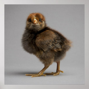 Póster Pollo bebé