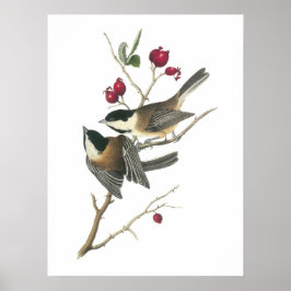Póster Pollo con gorras negras de Audubon