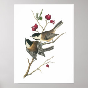 Póster Pollo con gorras negras de Audubon