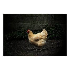 Póster Pollo de campo