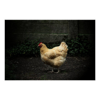 Póster Pollo de campo