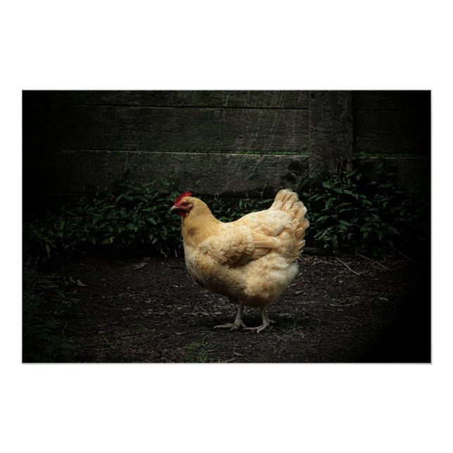 Póster Pollo de campo (Anverso)